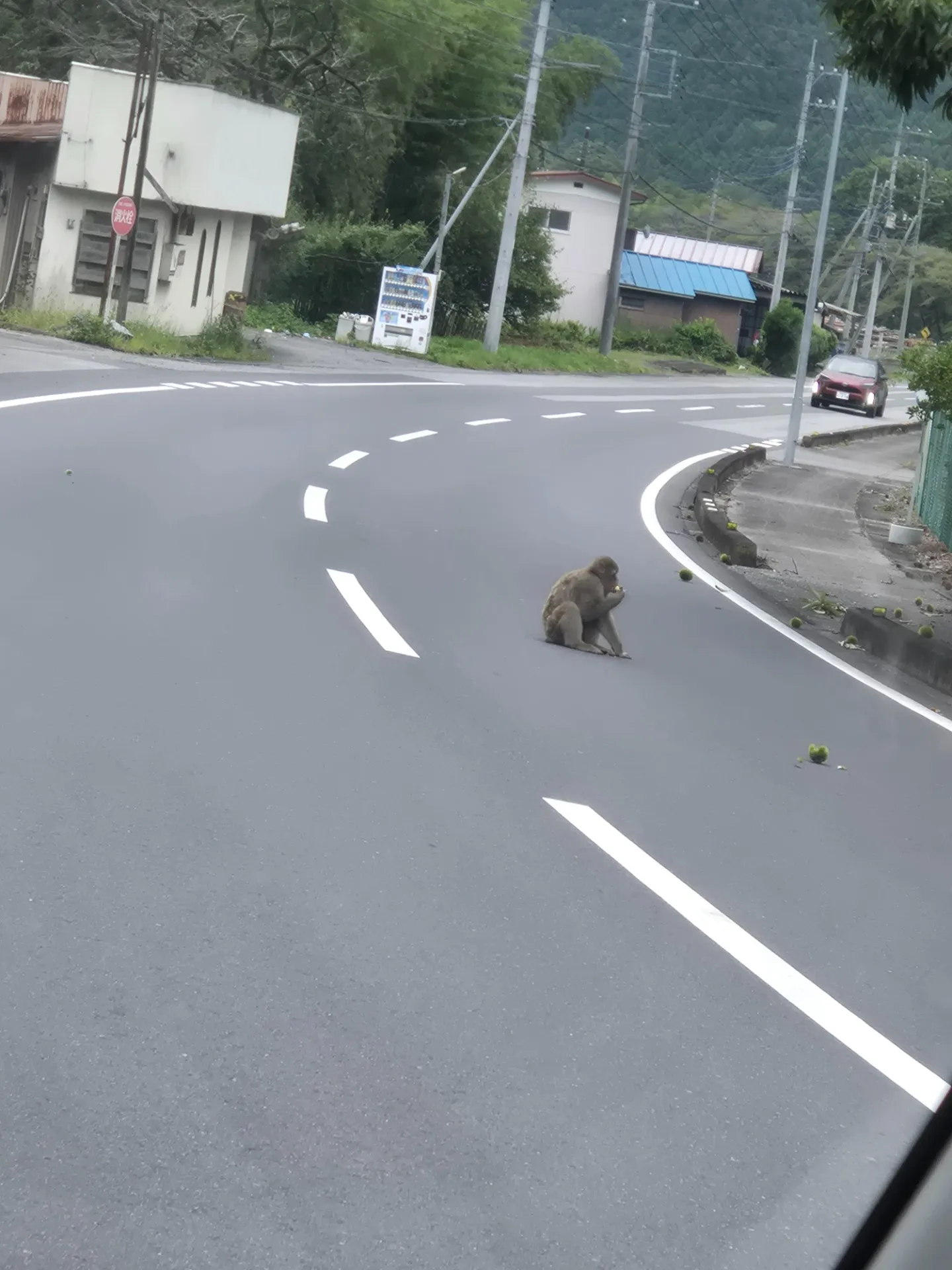 お猿さん発見